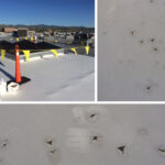 flat roof in need of repairs